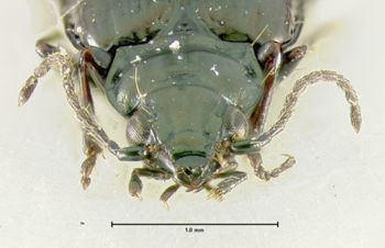 Media type: image;   Entomology 34748 Aspect: head frontal view